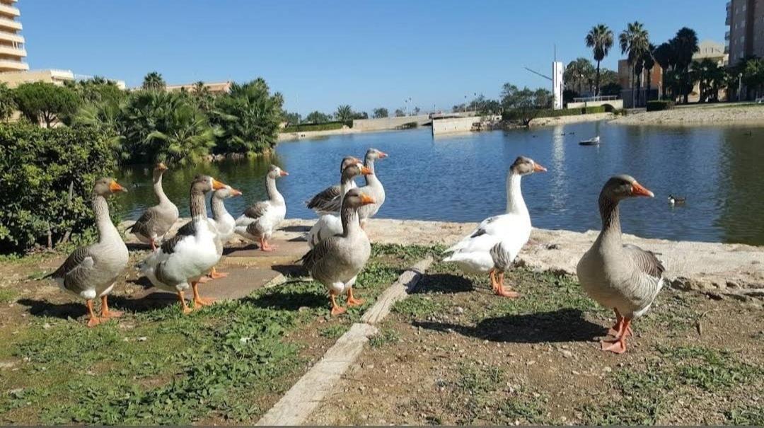 Arena Y Mar Apartment Tavernes de Valldigna Ngoại thất bức ảnh
